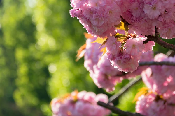 Beautiful Sakura Blossom Springtime Pink Buds Blurred Green Background Lovely — Stock Photo, Image