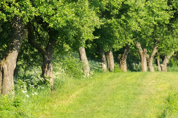 Rzędzie Drzew Wzdłuż Trawiastej Łąki Pięknej Letniej Scenerii Naturalne Tło — Zdjęcie stockowe