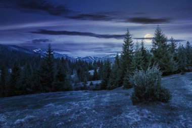 güzel bahar manzara gece dolunay ışık dağlarında. çimenli hillside çayır çam ormanı. kar uzak sırt üzerinde noktalar. 
