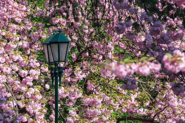 Lantern Cherry Blossom Beautiful Urban Scenery — Stock Photo, Image