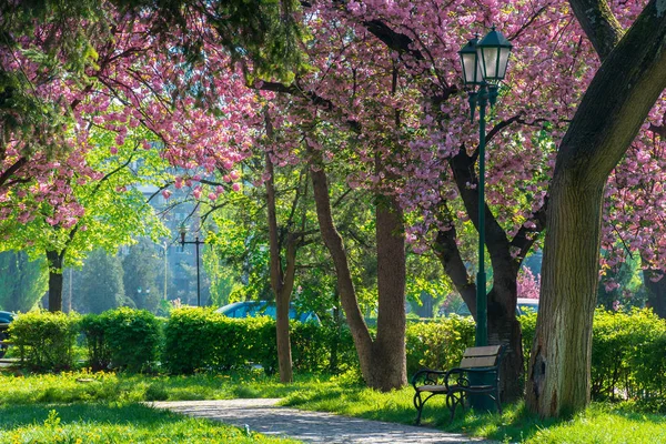 kiraz çiçeği arasında bir parkta fener altında tezgah. güzel kentsel sahne. harika bahar havası. yeşil çimen