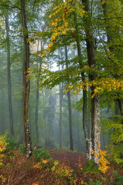 Mañana Brumosa Azul Bosque Otoño Hermoso Paisaje Naturaleza Mezcla Follaje —  Fotos de Stock