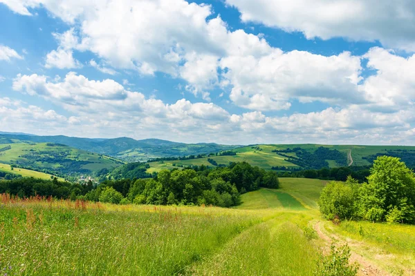 Caminho Através Bela Paisagem Verão Prado Gramado Entre Floresta Árvores — Fotografia de Stock