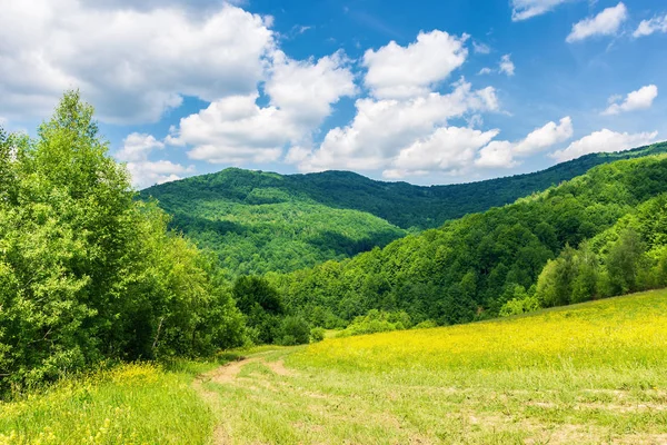 Weg Durch Eine Wunderschöne Sommerlandschaft Graswiese Inmitten Des Waldes Bäume — Stockfoto