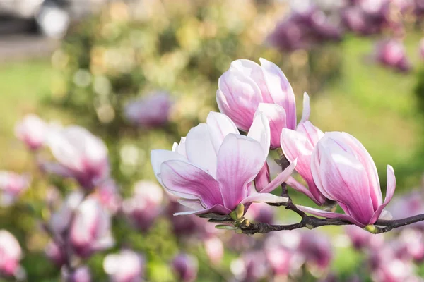 Schöne Blüte Des Magnolienbaums Wunderbare Frühlingshafte Natur Hintergrund Zarte Lila — Stockfoto