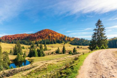 güneşli kuşluk dağlarda sonbaharda. güzel manzara Kayın ormanında tepe üzerinde kırmızı yapraklar ile. Yeşil çam ağaçları gölet yakınındaki Vadisi'nde. ülkede yol sağdaki. harika bir yolculuk