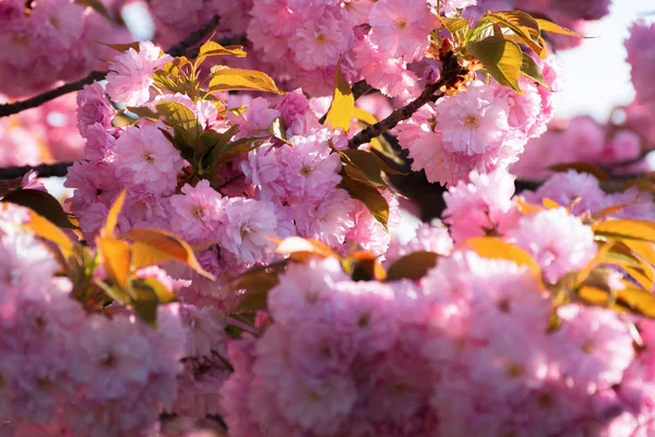 벚꽃입니다 배경입니다 분기에 부드러운 핑크색 꽃입니다 화창한 — 스톡 사진