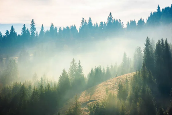 Świerkowego Lasu Wzgórzu Mgle Natura Piękny Krajobraz Górach Niesamowite Rano — Zdjęcie stockowe