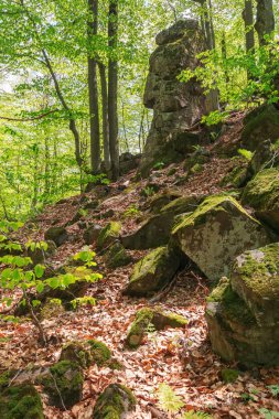 Ormanda büyük yosunlu cliff. bahar güzel doğa manzarası. vahşi kayın ormanı