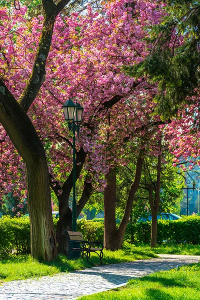 公園の桜 朝の美しい都市風景 ベンチとランタンのシーン 日当たりの良い天気 — ストック写真