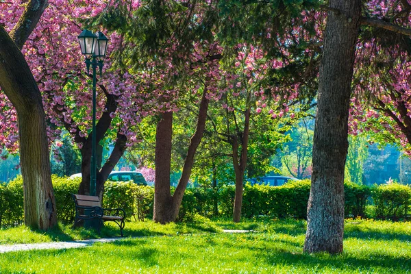 Sakura Blossom Masaryk Park Uzhgorod Ukraine Beautiful Urban Scenery Bench — Stock Photo, Image