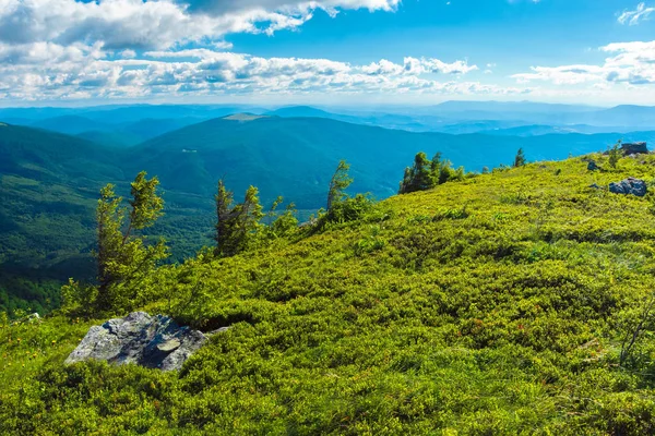 Vackert Landskap Bergen Gräsbevuxen Äng Med Små Tallar Och Stenar — Stockfoto