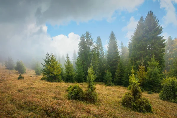 秋天雾中的松树林 草地上的树木 有风化的草 戏剧性的自然风光与华丽多云的天空 — 图库照片