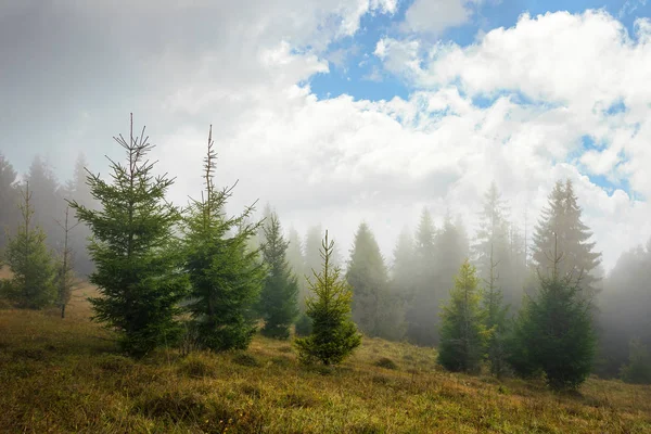 Bosque Pinos Ladera Niebla Otoño Árboles Prado Con Hierba Envejecida — Foto de Stock