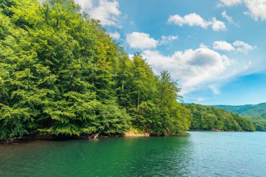 kayın ormanı Gölü kıyısında doğal görünümünü. kabarık bulutların üstünde gökyüzü güneşli öğleden sonra yaz hava. güzel doğa arka plan