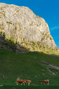 Harika kırsal bahar Romanya. büyük uçurum yamaca çimenli mera yukarıda. sığır ineklerin sabah gölgede otlatma.
