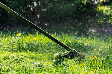 profesyonel çim biçme parkta. Sarı dandelions yeşil çim. benzin kesicisi kafa naylon satır kesme taze yeşil ot küçük parçalar ile çekim kapatın. arka yan görünüm sahne yaktı