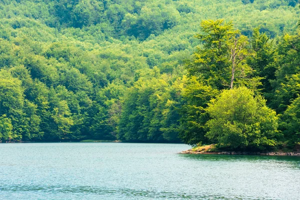 Lac Milieu Hêtraies Ensoleillé Après Midi Été Beau Fond Nature — Photo