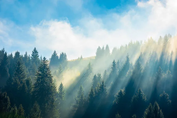 Fantastyczne Mglisty Krajobraz Jesienią Sosnowym Lesie Zboczu Góry Samo Południe — Zdjęcie stockowe