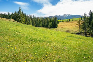 erken ilkbahar kırsal dağlarda. çam ağaçlarının bir otsu çayır üzerinde. güneşli bir günde güzel Karpat manzara. Hills uzakta karlı üstleri ile