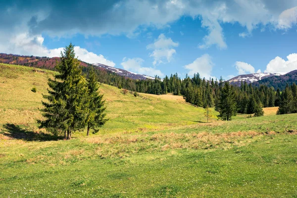 Erken Ilkbahar Kırsal Dağlarda Çam Ormanı Otsu Çayır Üzerinde Bulutlu — Stok fotoğraf