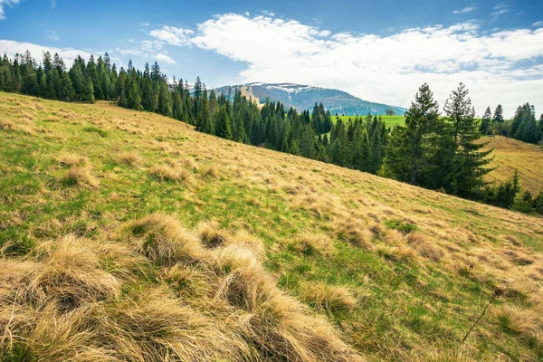 Frühlingshafte Landschaft Den Bergen Kiefernwald Auf Einer Wiese Weide Mit — Stockfoto