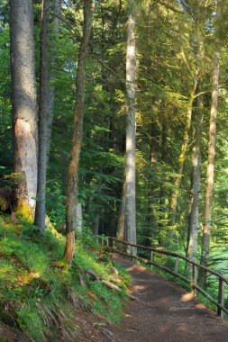 Benekli ışık iğne yapraklı orman yolundan. ahşap çit. güzel yaz sahne