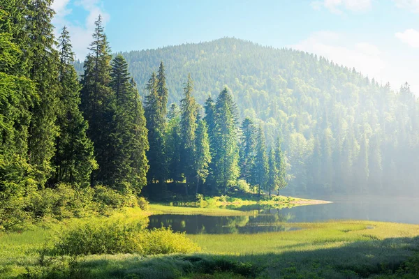 Amazing Landscape Mountain Lake Forest Beautiful Summer Scenery Morning Coniferous — Stock Photo, Image