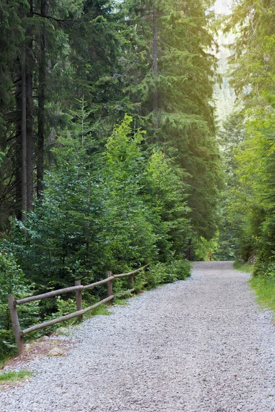 朝の光で針葉樹林の小道を砂利します 左側の木製のフェンス 背の高い木 美しい夏の風景 — ストック写真