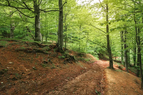 ブナの森の中の未舗装の道路 背景を旅行します 夏の自然風景 — ストック写真