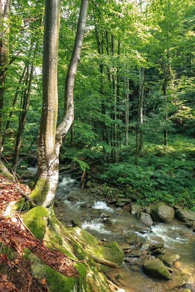 Sziklák Erdő Között Folyó Egy Cliff Frissesség Gyönyörű Természeti Táj — Stock Fotó