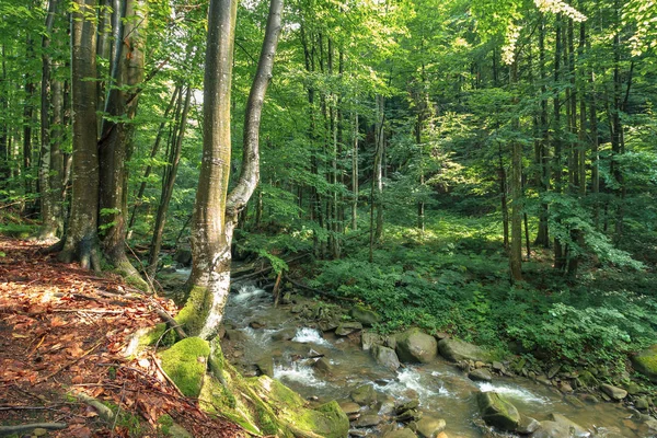 Fluss Zwischen Den Felsen Wald Bäume Rande Einer Klippe Frische — Stockfoto