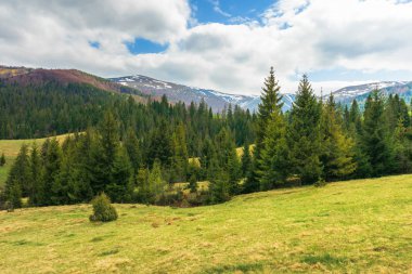 Bahar manzara dağlarda. çimenli yamaca çam ormanı. uzak ridge noktalar kar ile. Bulutlu öğleden sonra hava