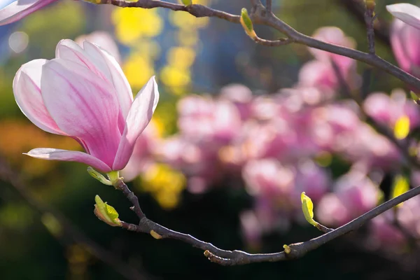 Piękny Kwiat Różowy Kwiat Magnolii Cudowne Źródełko Tła Kwiat Bliska — Zdjęcie stockowe