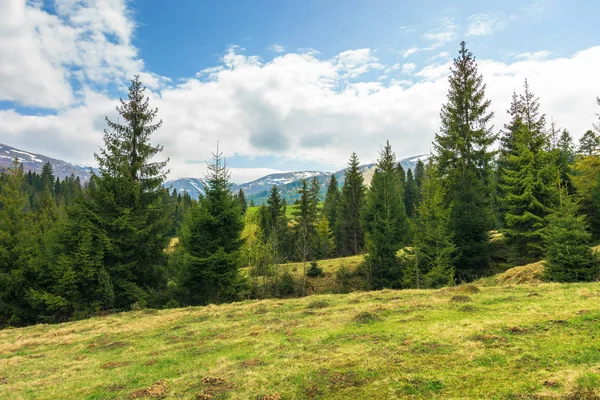 Spruce Forest Hill Springtime Row Evergreens Grassy Meadow Distant Ridge — Stock Photo, Image