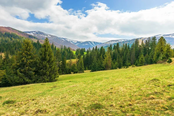 Paisaje Primavera Las Montañas Bosque Coníferas Ladera Cubierta Hierba Cresta — Foto de Stock