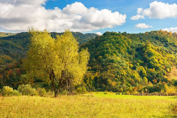 山中农村田野上的树 初秋美丽的乡村风光 黄色的叶子 草地草甸 阳光明媚的天气 蓝天上有蓬松的云 — 图库照片