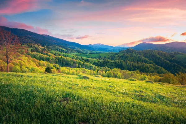 Campagne Montagneuse Printanière Coucher Soleil Paysage Merveilleux Avec Prairie Herbeuse — Photo