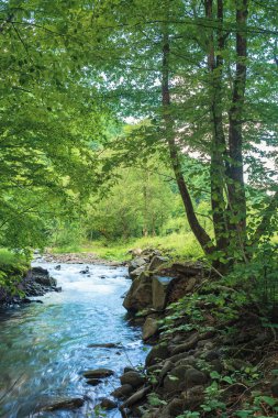 ormanda kayalık kıyı ile küçük dere