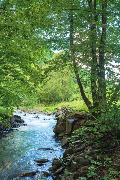 ormanda kayalık kıyı ile küçük dere