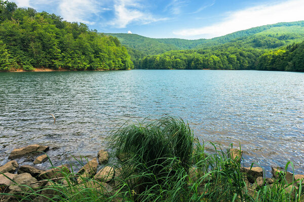 beautiful summer scenery near the mountain lake