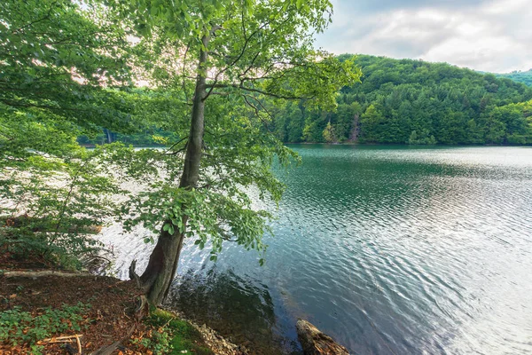 ブナの森の中の湖の近くの美しい景色 — ストック写真