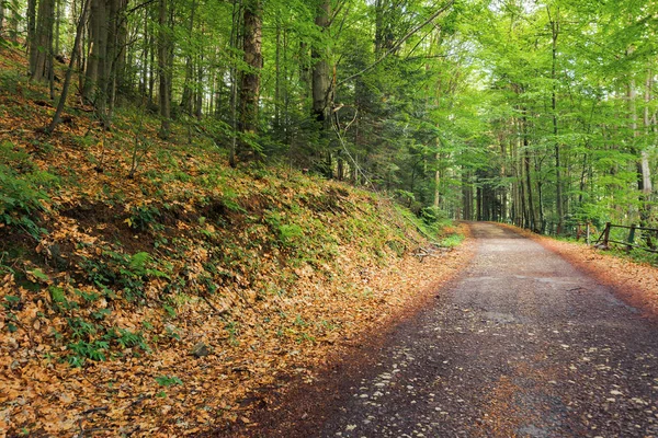 Old asphalt road through beech forest — Stock Photo, Image