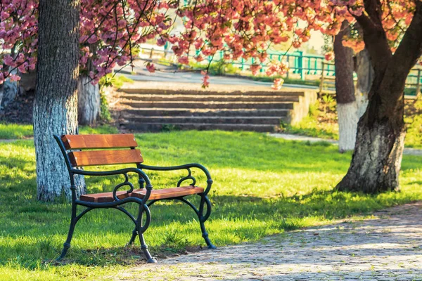Bench in the city park in pink cherry blossom — Stock Photo, Image
