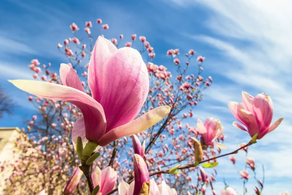 Drzewa magnolii w kwiat — Zdjęcie stockowe