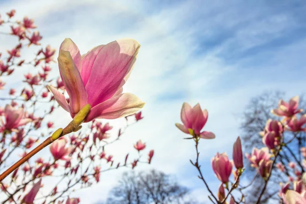 Magnolia tree in blossom — Stock Photo, Image