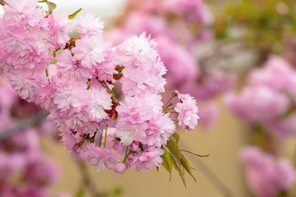 Sakura tree in blossom — Stock Photo, Image