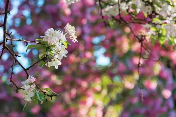 Větve stromu jablečného Quince v květu — Stock fotografie
