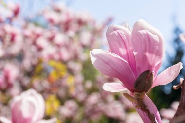 bulanık Bahçe arka planda Pembe Manolya tomurcuk