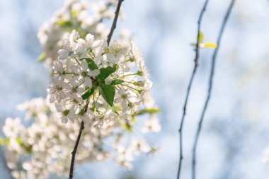 Bahçede elma tomurcukları